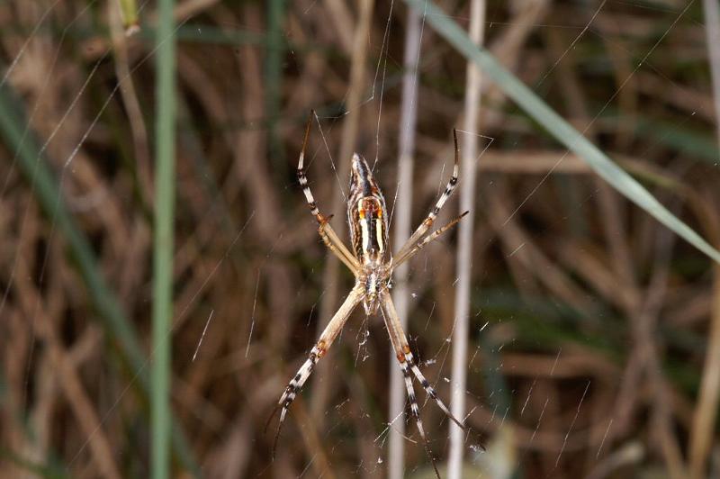 Argiope_syrmatica_D3514_Z_89_Karinji NP_Australie.jpg